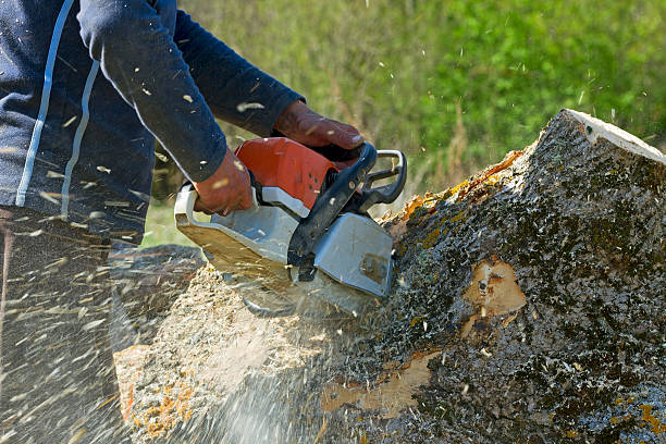 Reliable Cassopolis, MI Tree Services Solutions